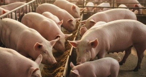 Giá heo hơi hôm nay, 30-11: Diễn biến bất ngờ sau nhiều tháng sụt giảm