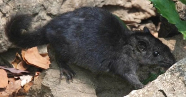 Điều thú vị về loài chuột "tuyệt chủng 11 triệu năm" xuất hiện tại Phong Nha - Kẻ Bàng