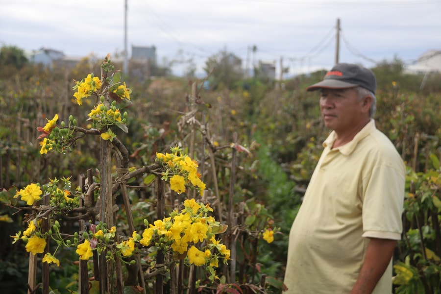 Người trồng mai, cúc Tết thiệt hại sau bão lũ
