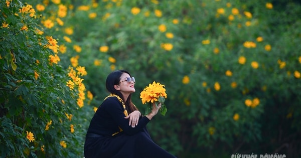 Vườn dã quỳ bung sắc giữa Thủ đô hút khách đến check-in