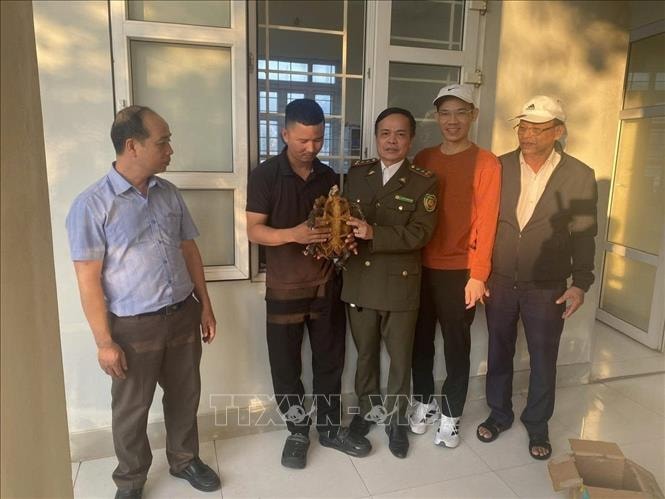 Người dân giao nộp rùa núi viền thuộc nhóm nguy cấp, quý hiếm