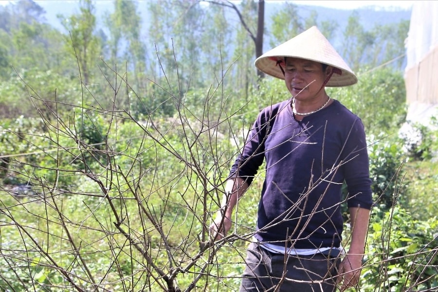 Thủ phủ đào phai chết khô sau mưa bão, người dân lo mất Tết