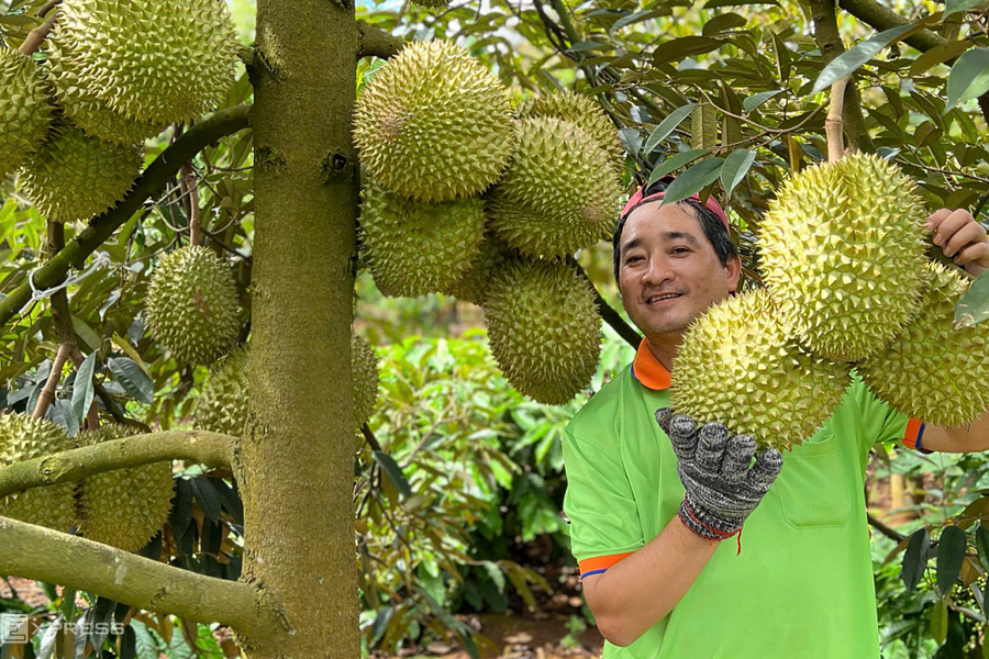 Giá sầu riêng tăng vọt