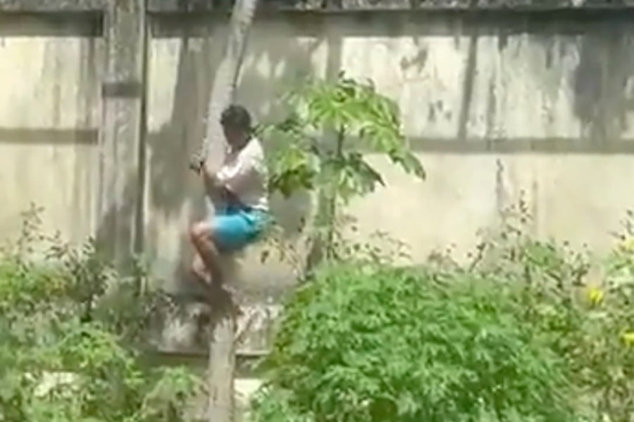 Thanh niên thiệt mạng khi leo vào chuồng sư tử