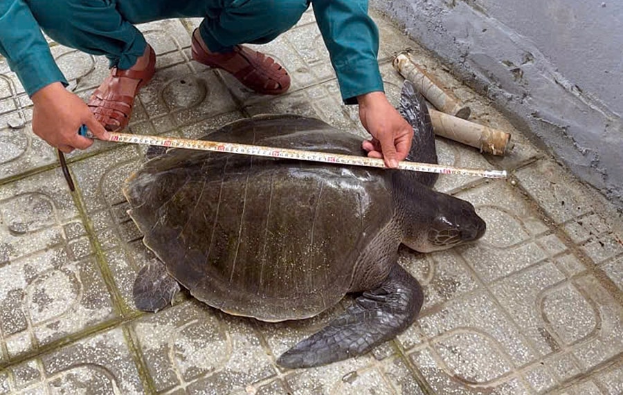 Đồi mồi dứa nặng 17 kg mắc lưới ngư dân