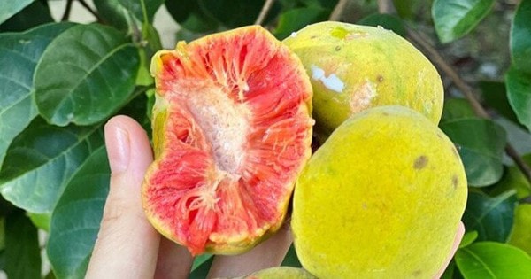 Thứ quà quê có vị chua chua, ruột hồng bắt mắt được nhiều người săn lùng