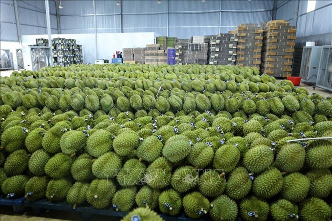 Hà Nội khai mạc Hội chợ trái cây, nông sản an toàn 2025