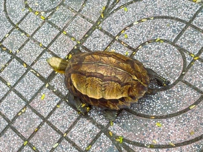 Nghệ An thả cá thể rùa hộp trán vàng quý hiếm về môi trường tự nhiên Pù Huống