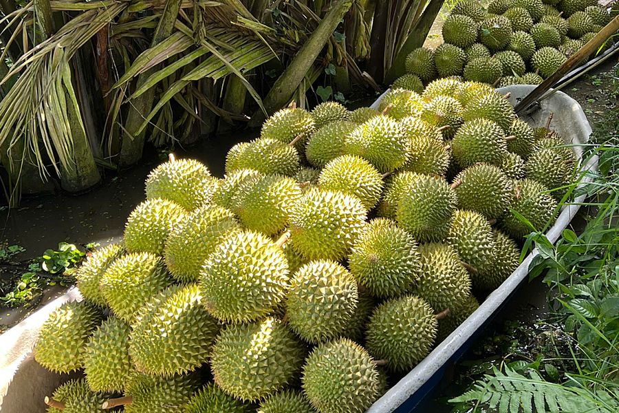 Kim ngạch xuất khẩu sầu riêng lập kỷ lục mới