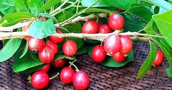 Ký ức tuổi thơ qua loại quả mang hương vị đặc trưng, đỏ au nhìn siêu hấp dẫn