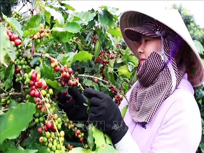 Giá tăng kỷ lục, nông dân trồng cà phê kỳ vọng vụ mùa bội thu