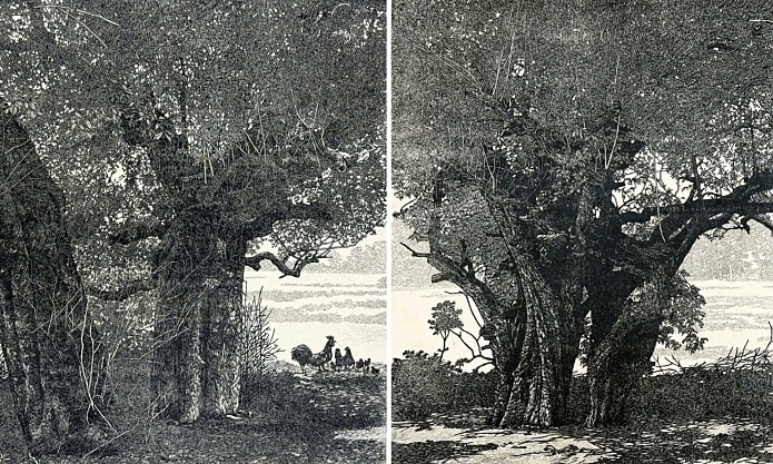 Tranh vẽ cổ thụ ở đền thờ Ngô Quyền đoạt giải nhất