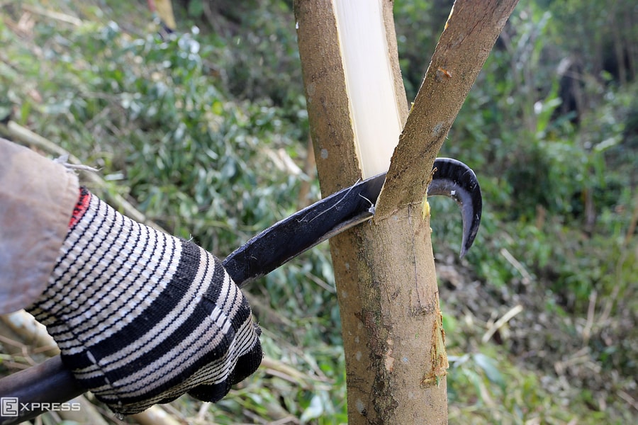 Chủ sở hữu dao có thể bị phạt nếu để người khác dùng gây án