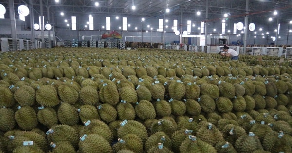 Mua hồ sơ xuất khẩu sầu riêng với giá... hàng trăm triệu đồng!