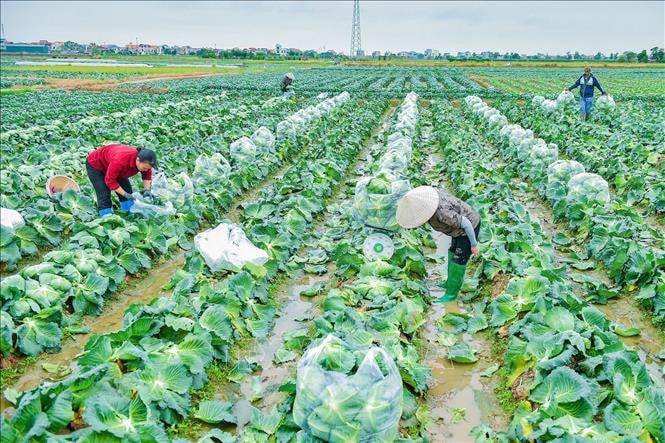 Rau vụ Đông sớm tiêu thụ thuận lợi, giá bán cao