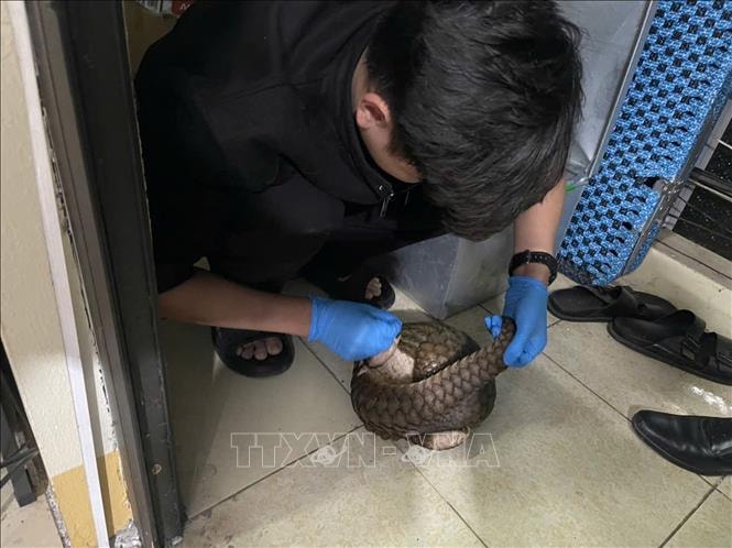 Vườn quốc gia Cúc Phương cứu hộ khẩn cấp 12 cá thể tê tê Java