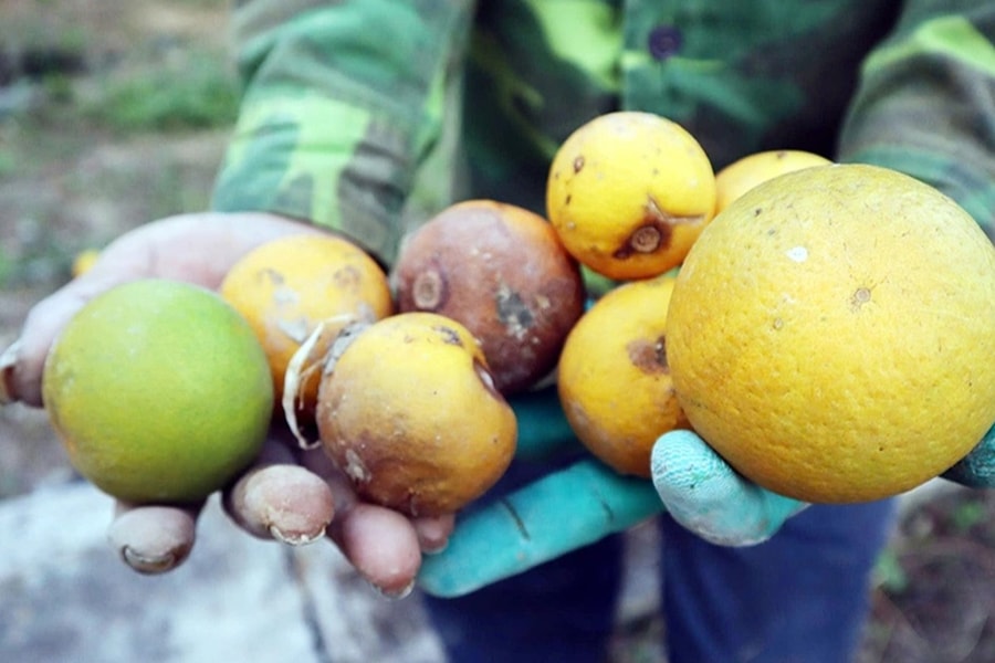 Bão nối bão, người trồng cam "tiến vua" không dám nhận đặt cọc của khách