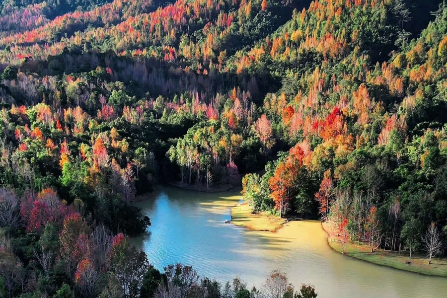 Rừng phong Khe Sanh đổi màu lá, hút khách trekking