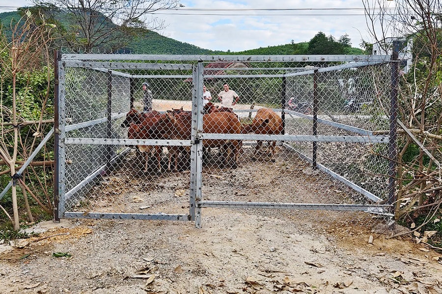 Xã bắt nhốt trâu, bò thả rong để xử phạt chủ