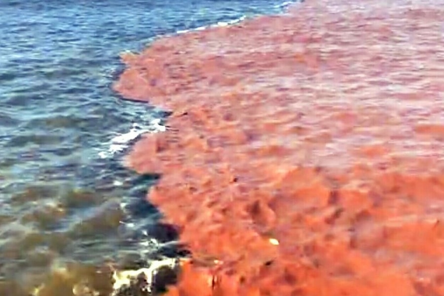 Nước biển xuất hiện hai màu kéo dài hàng chục km