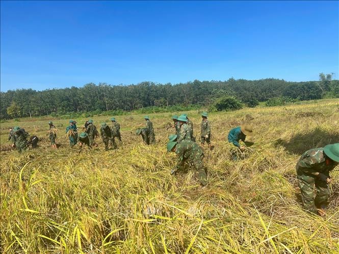Sản lượng lúa vụ Mùa cả nước đạt hơn 8 triệu tấn