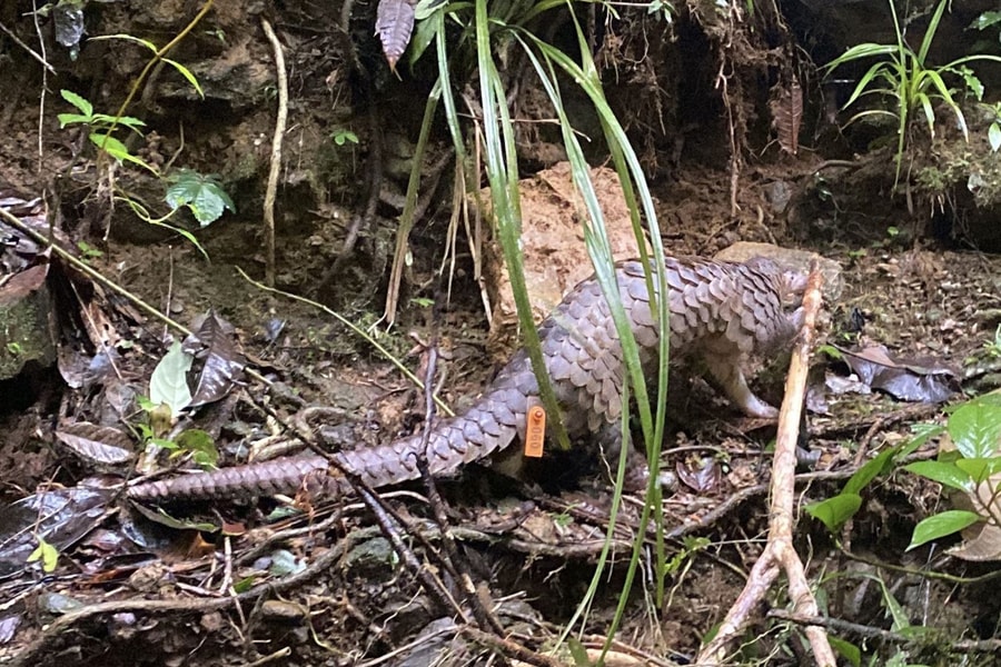 Quảng Ngãi: Thả cá thể tê tê quý hiếm về lại môi trường tự nhiên