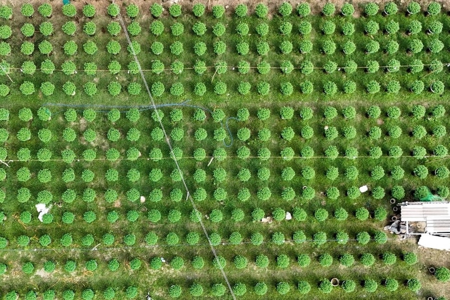 Sâu bệnh tấn công làng hoa cúc, người nông dân lo mất Tết