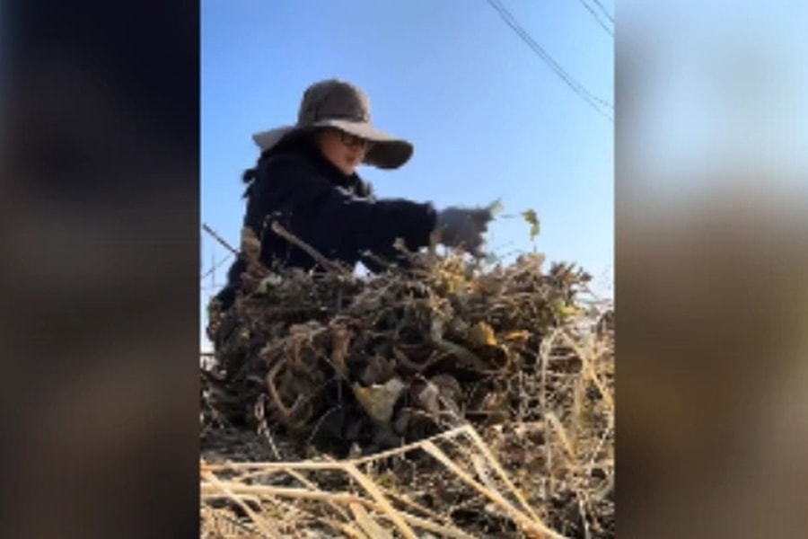 Cô gái bé nhỏ làm đồng giữa cái lạnh âm độ, đổi mức lương 37 triệu đồng