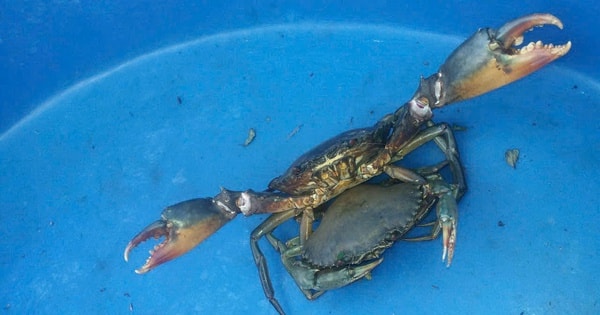 Tuyệt chiêu nhận biết cua biển Cà Mau chất lượng đến người dùng