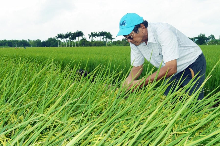 Lí do ST25 lần thứ 3 thắng giải gạo ngon nhất thế giới