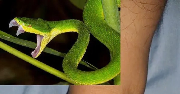 Bị rắn cắn, người đàn ông nguy kịch do tự đắp thuốc để "hút độc"