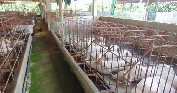 Giá heo hơi hôm nay, 7-12: Tiếp tục tăng trên diện rộng