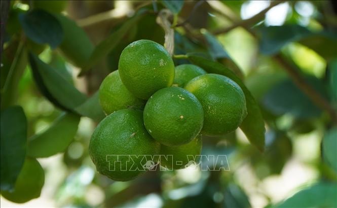 Chanh không hạt tìm đường xuất ngoại