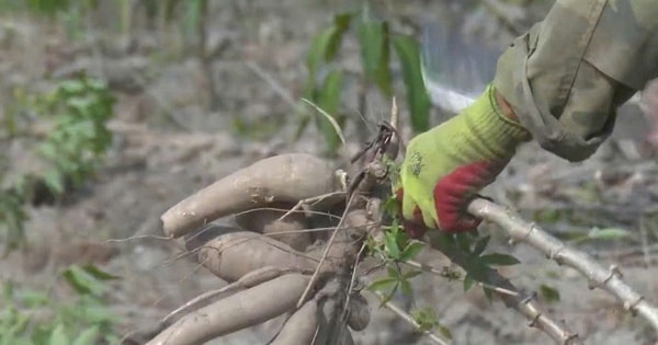 Để nông dân thoát cảnh "bán cả tạ sắn chưa bằng một ngày phụ hồ"