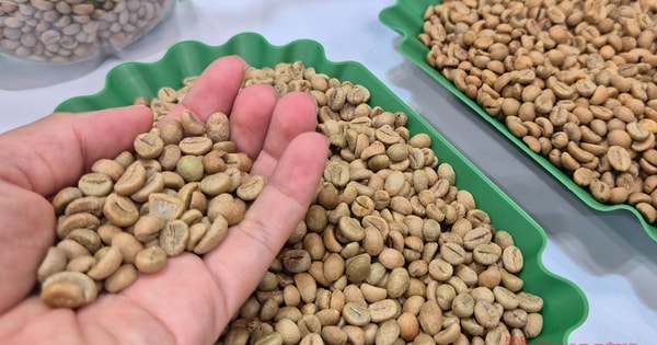 Giá cà phê hôm nay 8-12: Động thái lạ của khối ngoại