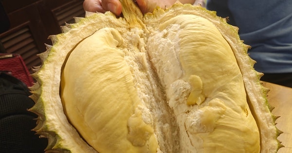 Giá sầu riêng trái vụ bất ngờ rớt mạnh