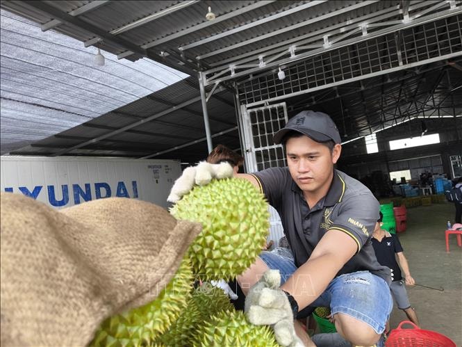 Sầu riêng đầu mùa nghịch vụ rớt giá