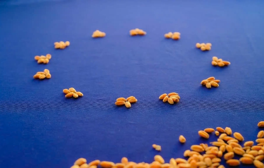 Châu Âu đạt thỏa thuận về khung pháp lý mới cho cây trồng chỉnh sửa gen