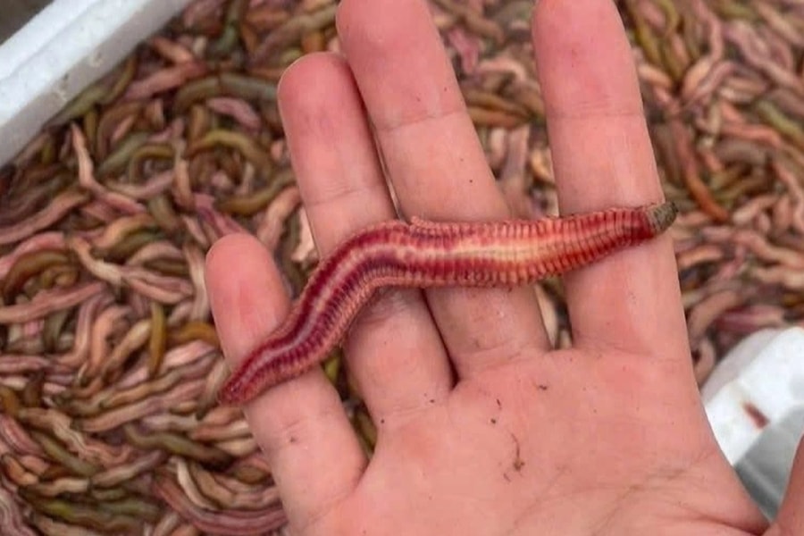 Loại đặc sản con "nhung nhúc, béo tròn" tới mùa mới được ăn ở Hải Phòng