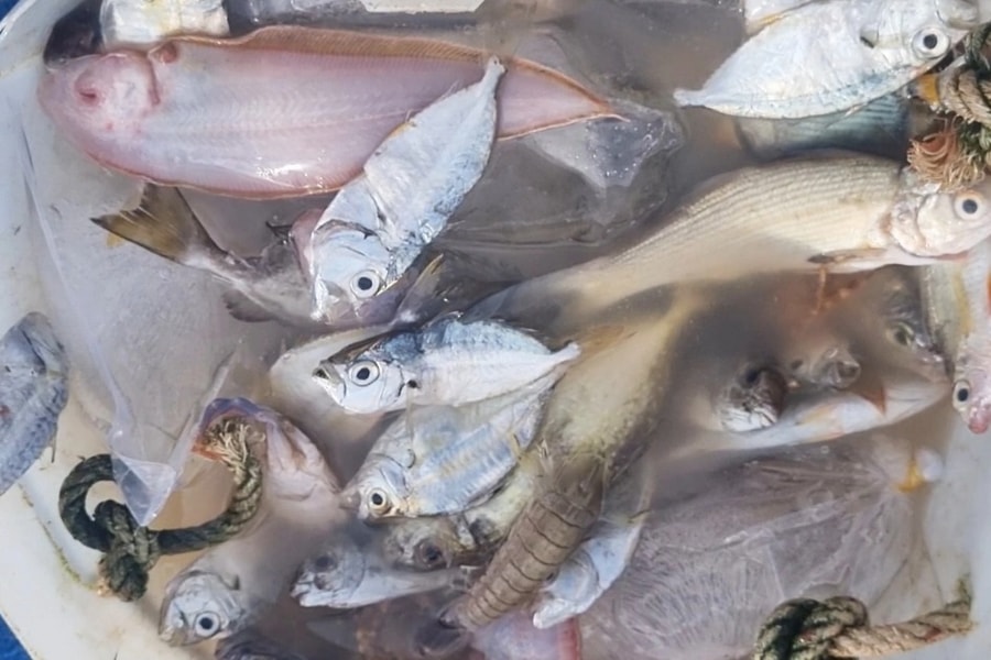 Đánh cá bằng “lưới dòng họ” kiếm 500.000 đồng mỗi ngày