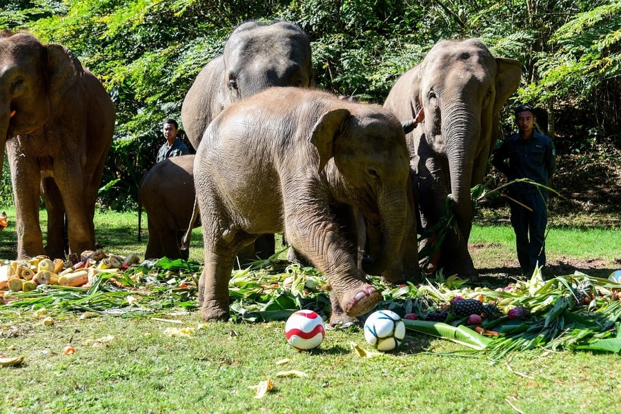 Cơn sốt safari Trung Quốc kích thích nạn buôn lậu voi