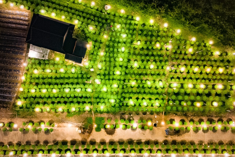 Giăng 27.000 bóng đèn 'thúc' hoa Tết