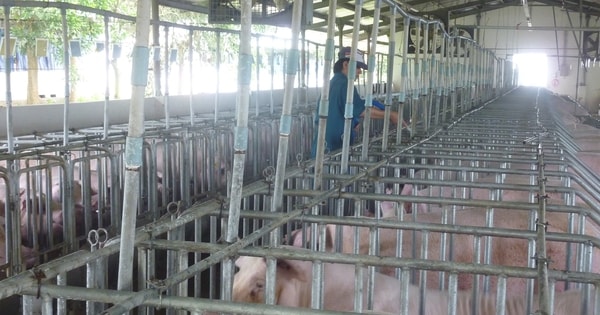 Giá heo hơi hôm nay, 9-12: Khu vực phía Nam bật tăng