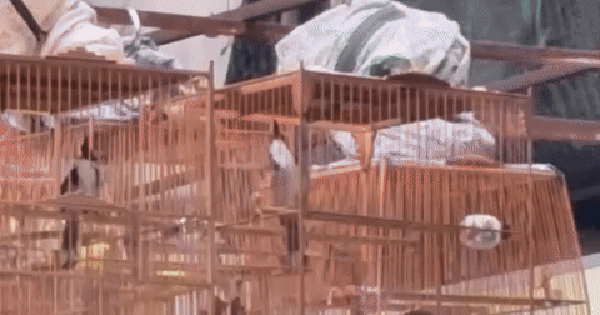 Kiểm lâm Huế lên tiếng về việc chứng minh nguồn gốc hợp pháp của chim cảnh khi mang theo uống cà phê