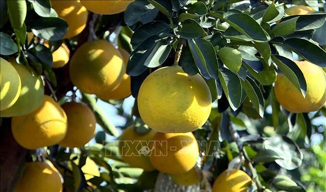 'Thủ phủ' quất, bưởi cảnh Hưng Yên sẵn sàng cho Tết