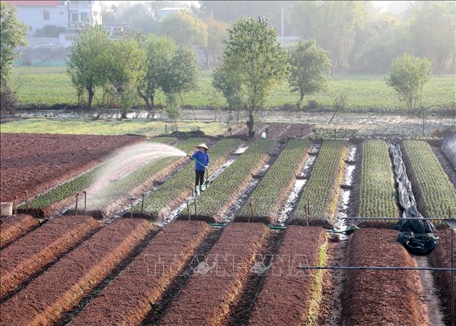 Làng hoa truyền thống Phù Vân tất bật chuẩn bị vụ Tết