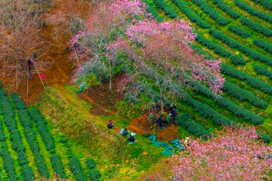 Du khách tiếc nuối khi nghìn gốc mai anh đào ở Sa Pa bị di dời