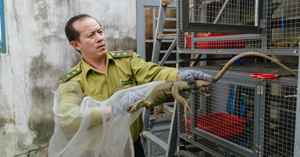 VIDEO: Đột kích căn nhà ở Bình Thạnh, phát hiện 202 con kỳ nhông nuôi nhốt trái phép