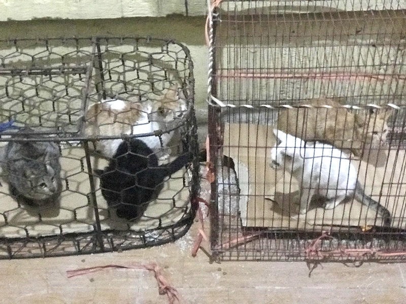 Chuyển đổi sinh kế bền vững từ việc buôn bán, giết mổ chó mèo