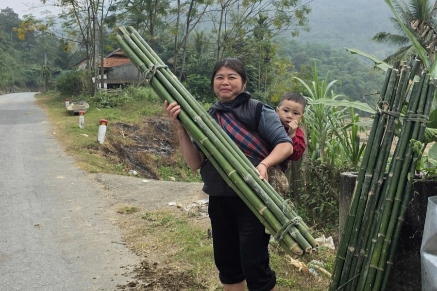 Loại cây không cần chăm sóc cho thu nhập ổn định
